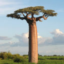 Zvláštní stromy - baobab
