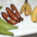 Zvláštní stromy - Plantainy banan