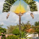 Zvláštní stromy - ravenala_madagaskarská