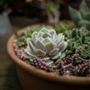 Nebojte se změny - cacti-1846147_960_720