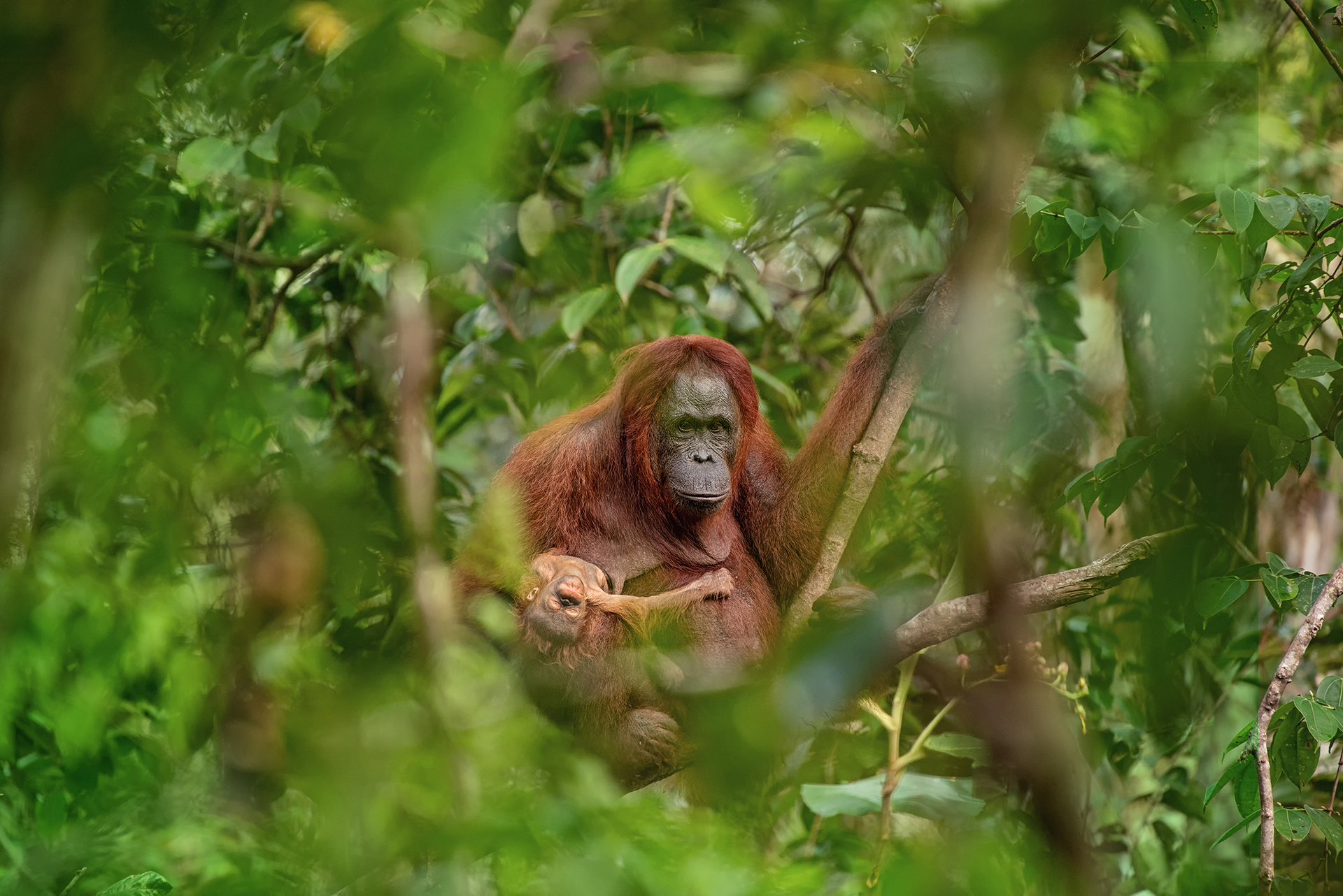 Fotografií roku Czech Press Photo 2018 je snímek orangutaní matky s umírajícím potomkem