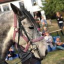 Jak vypadá svět z koňského hřbetu - 44174367_1019016904944596_864490493352869888_n