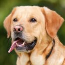 Canisterapie - Labradorský retrívr
