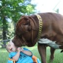 Canisterapie - Pitbull pes