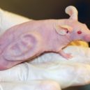 Vědecké experimenty - mouse