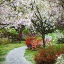 Botanická zahrada Troja - Kvetoucí sakury v Japonské zahradě
