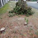 Kácení v Řitce - Ritka kaceni 1 – foto archiv Heleny Vondrackove