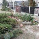 Kácení v Řitce - Ritka kaceni 16 – foto archiv Heleny Vondrackove