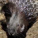 Zvířátka - zoopark-zvole-dikobraz