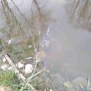Malí rybáři mají utrum, rodinný dům proměnil rybníky ve stoku - 57188223_287591255491798_4372671689700409344_n
