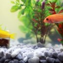 Půda potřebuje svatou trojici - akvarium rybicky