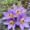 Skalničková zahrada - 1 20190424_172916-1