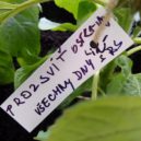 Slunečnice pro lidi s roztroušenou sklerózou - Vzkazy – foto Nadační fond IMPULS 14