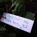 Slunečnice pro lidi s roztroušenou sklerózou - Vzkazy – foto Nadační fond IMPULS 2