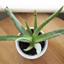 Pokojové rostliny - rostlina aloe vera