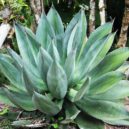 Pokojové rostliny - rostlina aloe vera