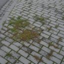 Deset vychytávek pro zahradníky - 6. plevel