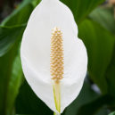 4 oblíbené pokojové rostliny - Lopatkovec (Spathiphyllum wallisii)