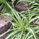 4 oblíbené pokojové rostliny - Zelenec chocholatý (Chlorophytum comosum)
