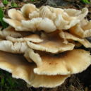 Houby na kávovém odpadu - Pleurotus (hlíva)