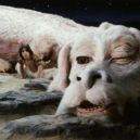 Film Nekonečný příběh - atrej-falko01