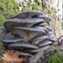 Houby na kávovém odpadu - Pleurotus (hlíva)