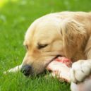 Chyby v psím stravování - pes a kost_Veterinární poradna