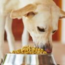Chyby v psím stravování - pes_Veterinární farmacie