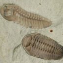 Barrande - 1024px-Kainops_invius_lateral_and_ventral wiki