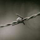 Pich-Tůma a zločiny komunismu - Barbed_wire_B&W