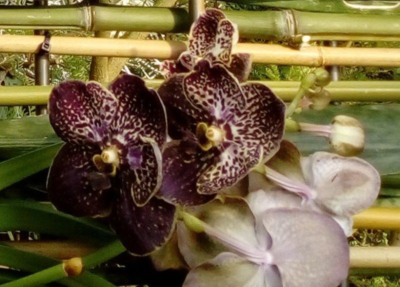 Český zahradník orchideje a kaktusy v přírodě nesbíral, ale spíše drancoval po milionech. I když přišel o ruku