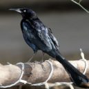 Ahuitzotl - Mexický grackle – první migrace provedená člověkem na západní polokouli – wikipedia