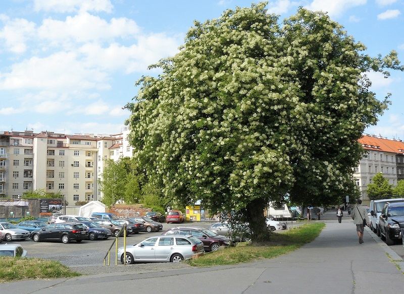bez kulaťák