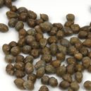 Kapary v kuchyni - capers-2302424_1920