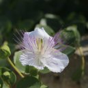 Kapary v kuchyni - flower-2505806_1920