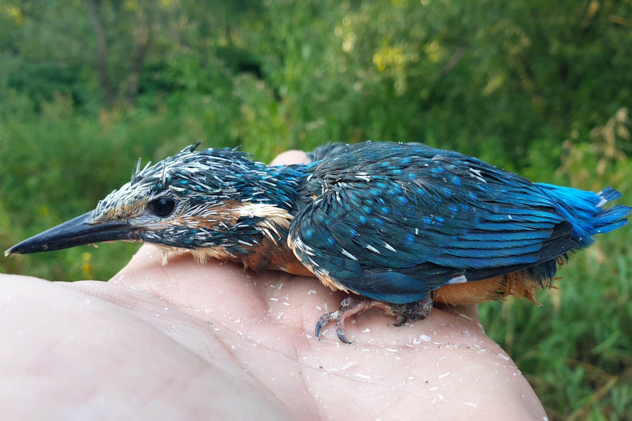 Tři mláďata ledňáčka přišla na zvířecí záchranku, dvě se nejspíš podaří zachránit