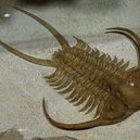 Barrande - wiki