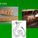 Vasa - Šášeň lodní