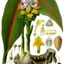 Maria Treben - Curcuma_zedoaria_-_Köhler–s_Medizinal-Pflanzen-048