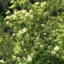 Maria Treben - Fraxinus ornus L. Fraxinus_ornus_JPG2