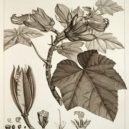 Alexander von Humboldt - Humboldtova botanická kresba, kterou publikoval ve své práci o Kubě – wikipedia