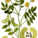Maria Treben - Kasie úzkolistá Cassia Angustifolia Cassia_senna_Ypey80-cropped