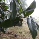 Alexander von Humboldt - Quercus humboldtii , andský dub – wikipedia