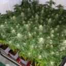 Bratrské dělení, já kokeš, ty piko a trávu - marihuana