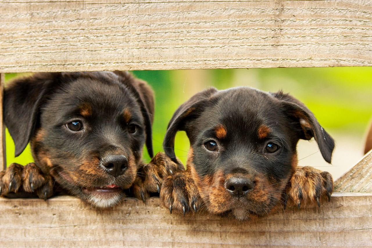 Čipy pro psy do konce roku, připomíná Státní veterinární správa