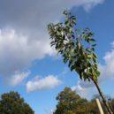 Sázení sakur na Hollarově náměstí - 6 IMG_6028_medium