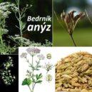 Malý domácí lexikon 9 - 9_anýz vonný
