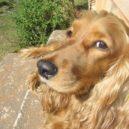 Frieda Fromm-Reichmannová - Dara_Cocker_Spaniel_01