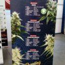 Cannafest 2019 - All-focus