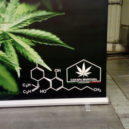 Cannafest 2019 - All-focus